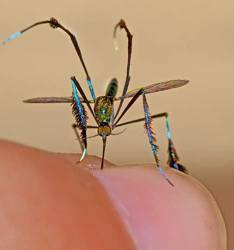 Rare Mosquito.